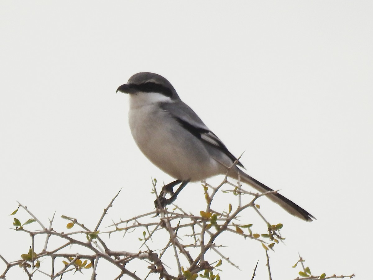 Büyük Örümcekkuşu - ML647144884