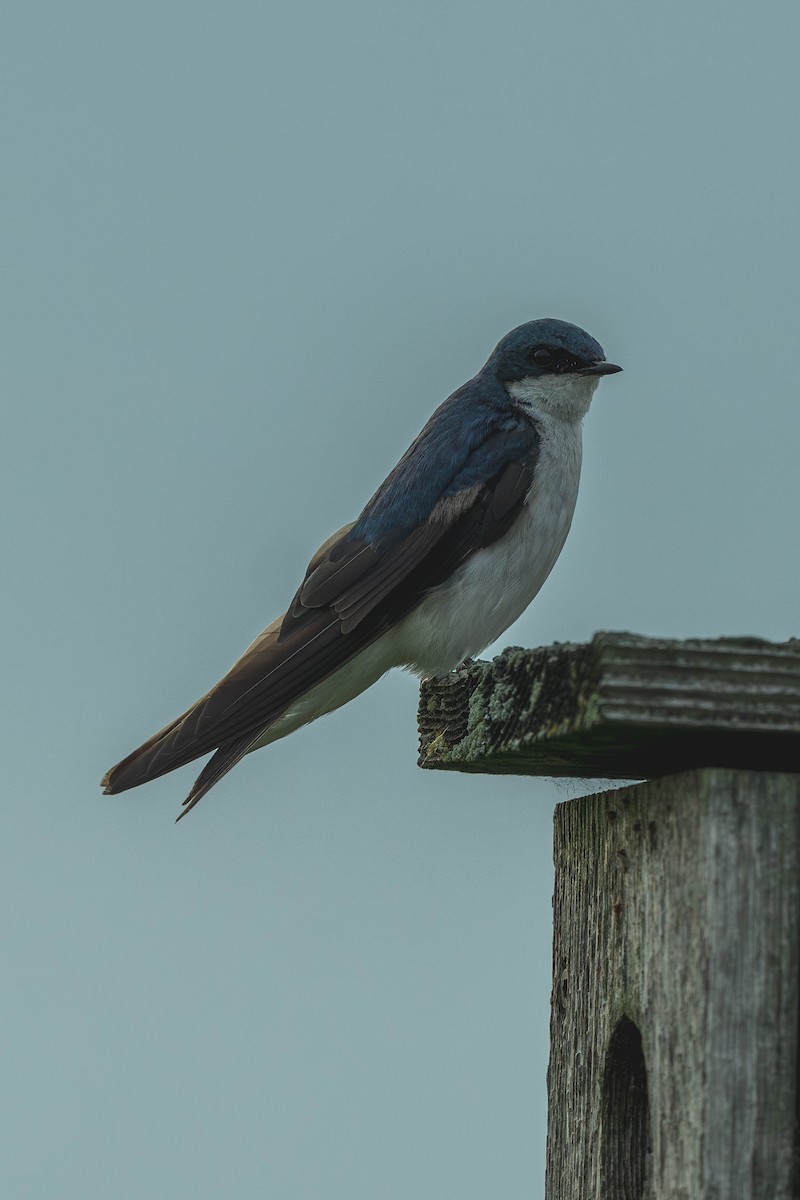Tree Swallow - ML647144885