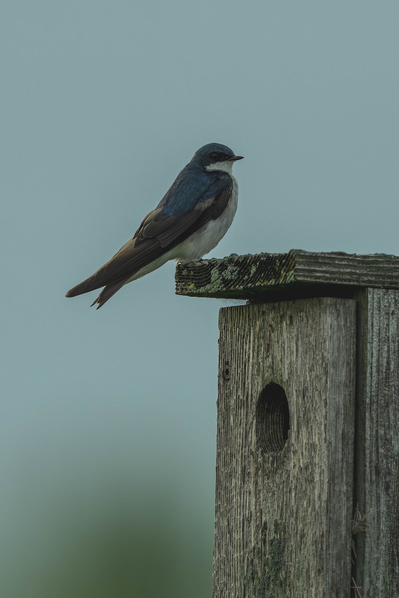 Tree Swallow - ML647144886