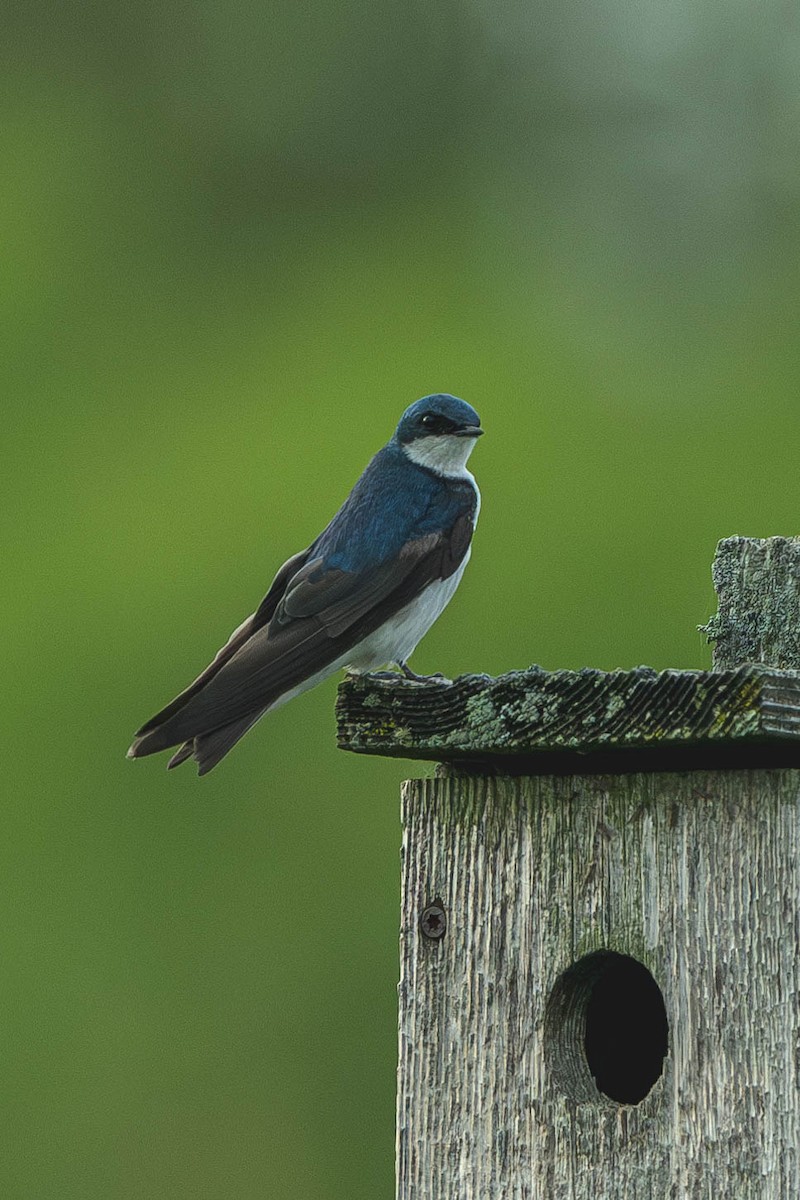 Tree Swallow - ML647144887