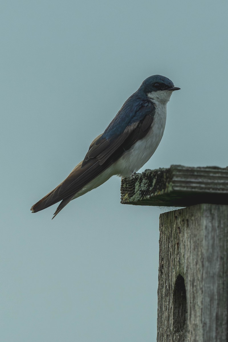Tree Swallow - ML647144888