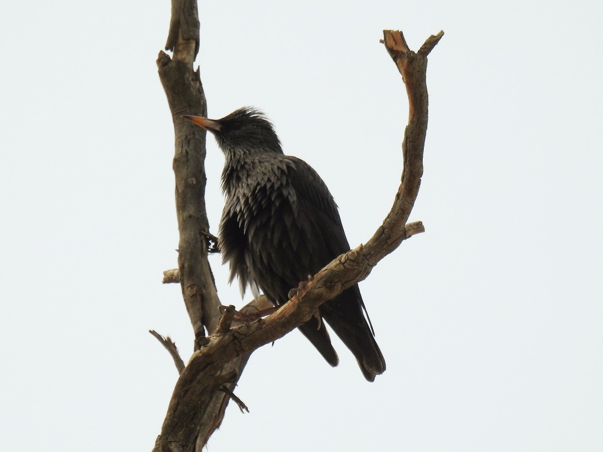 Spotless Starling - ML647144890