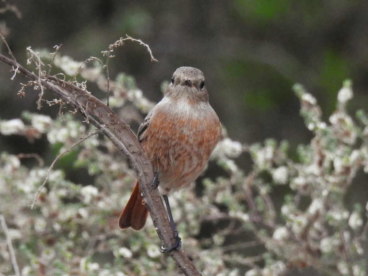 Taçlı Kızılkuyruk - ML647144894
