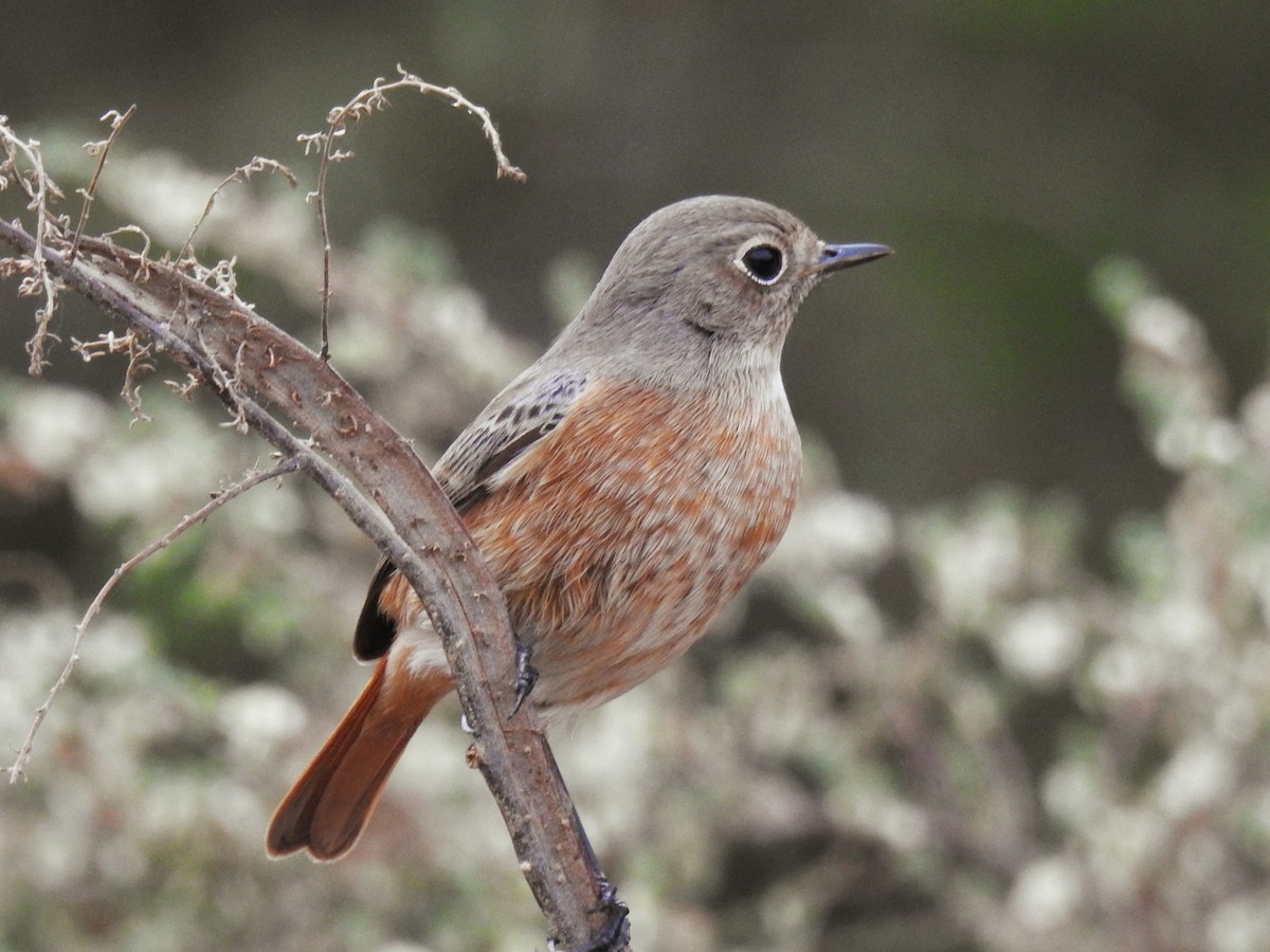 Taçlı Kızılkuyruk - ML647144904