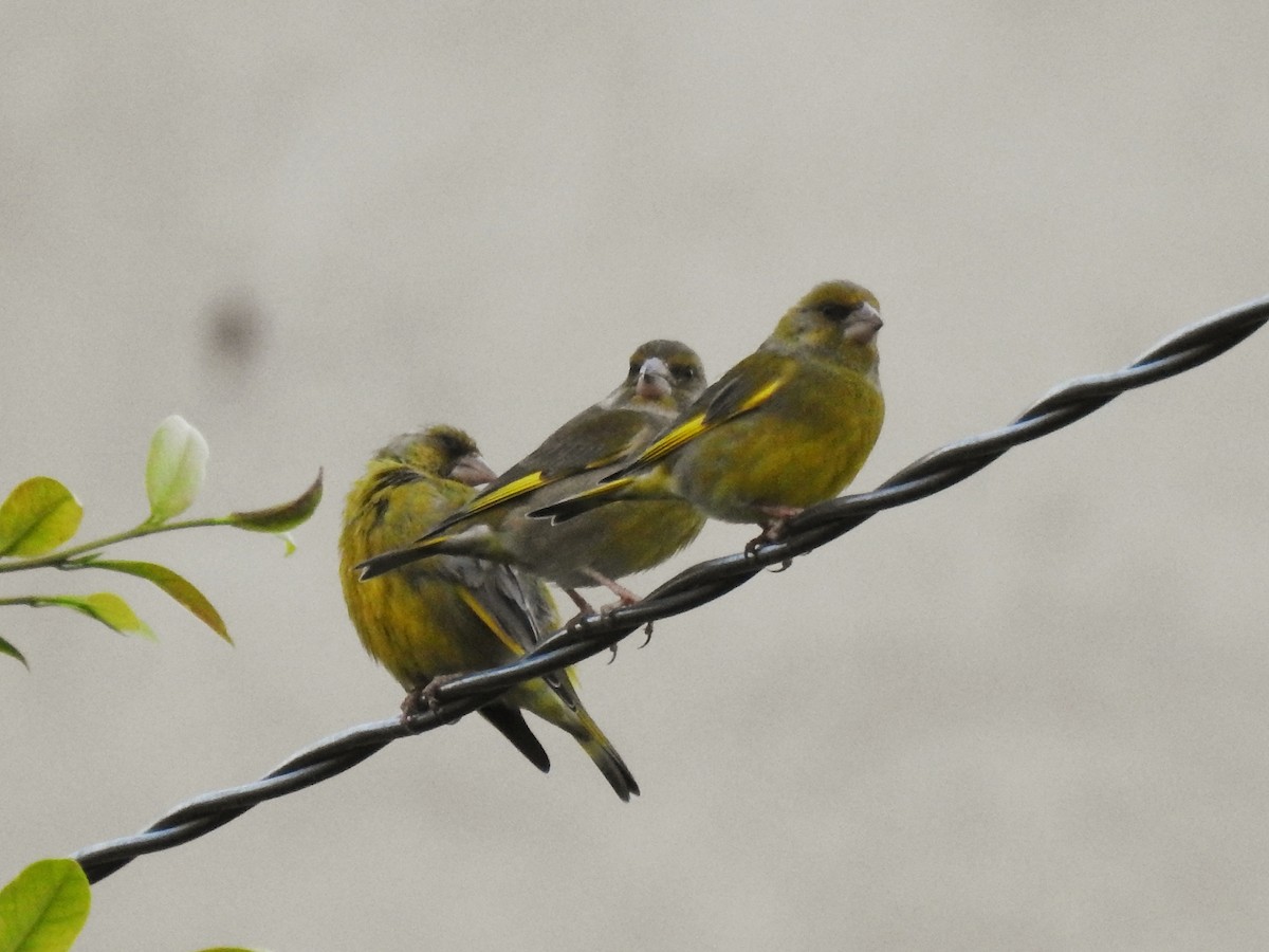 Florya - ML647144907