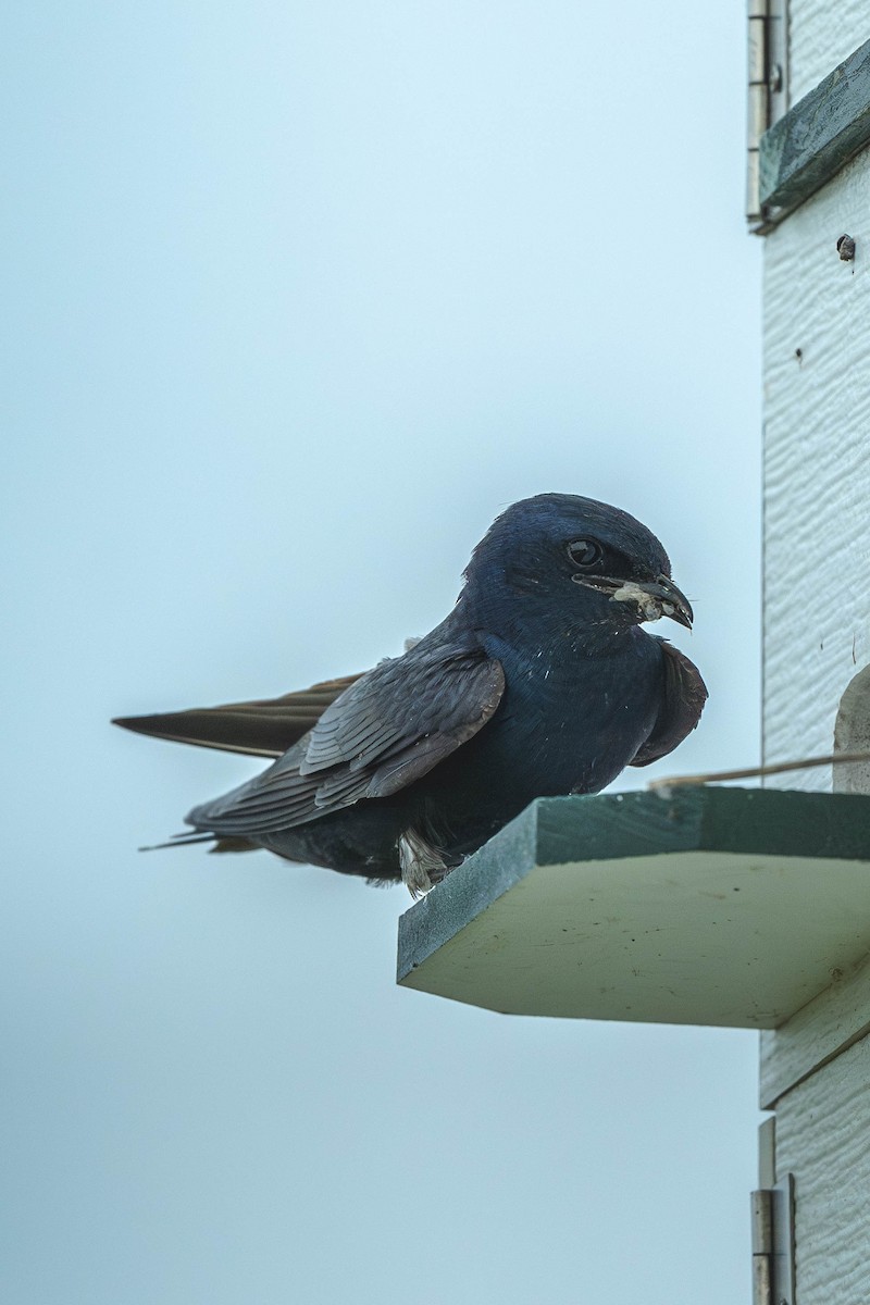 Purple Martin - ML647144914