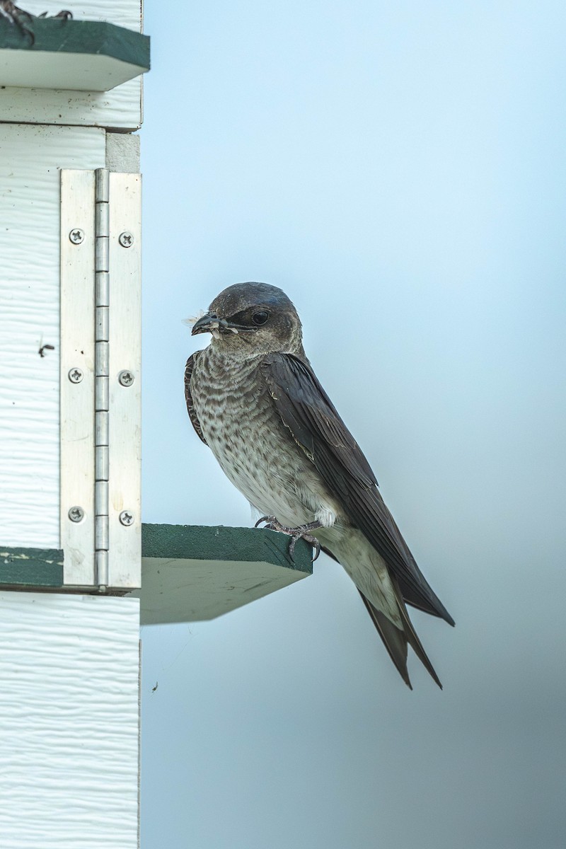 Purple Martin - ML647144915