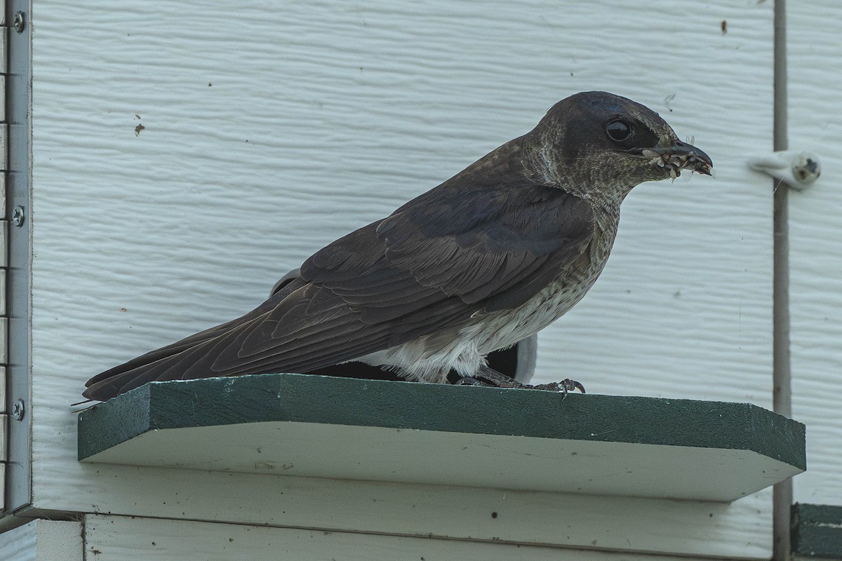 Purple Martin - ML647144916