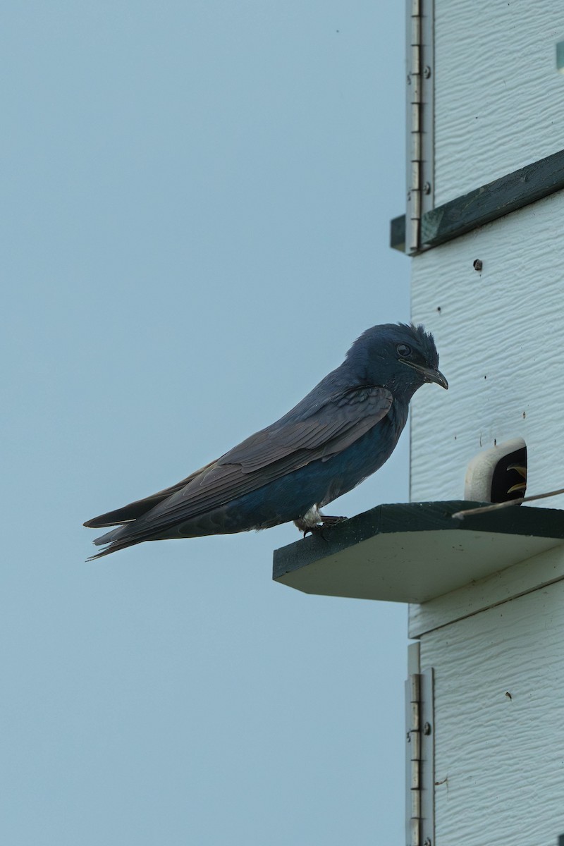 Purple Martin - ML647144917