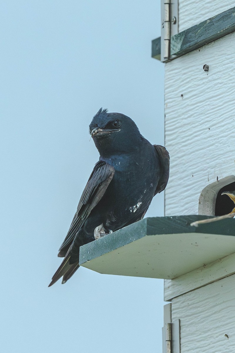 Purple Martin - ML647144918