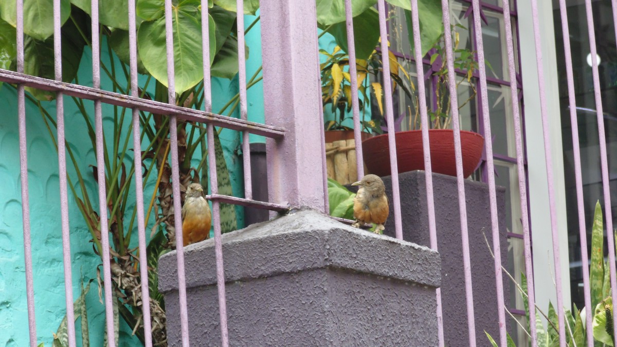 Rufous-bellied Thrush - ML647144921