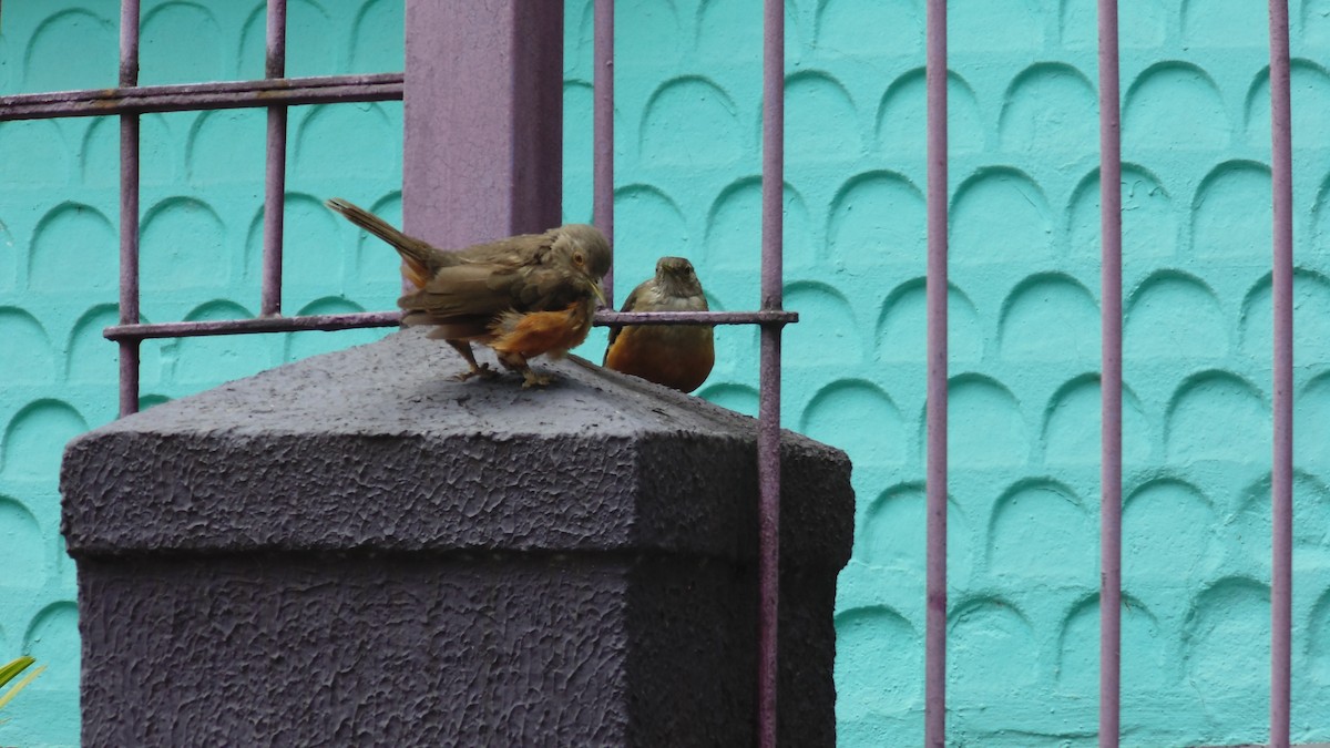 Rufous-bellied Thrush - ML647144923