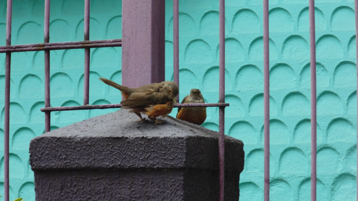 Rufous-bellied Thrush - ML647144924