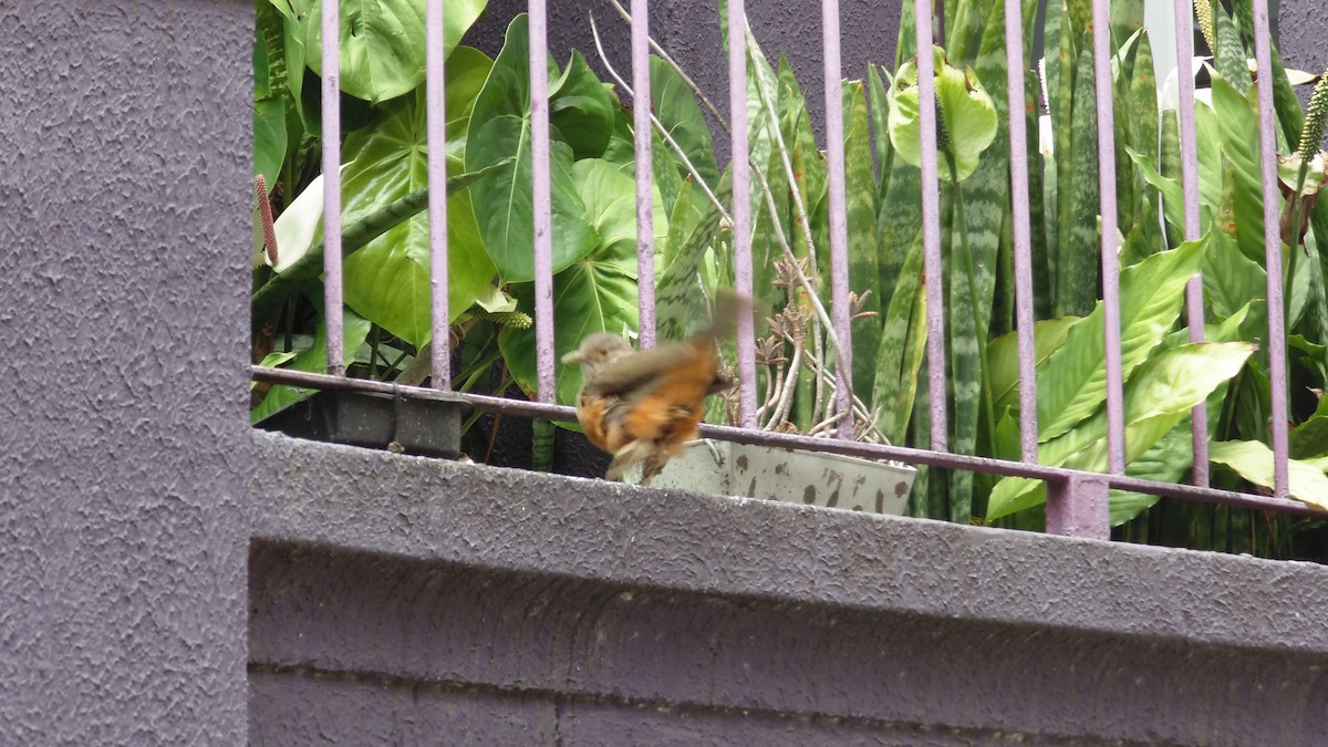 Rufous-bellied Thrush - ML647144927