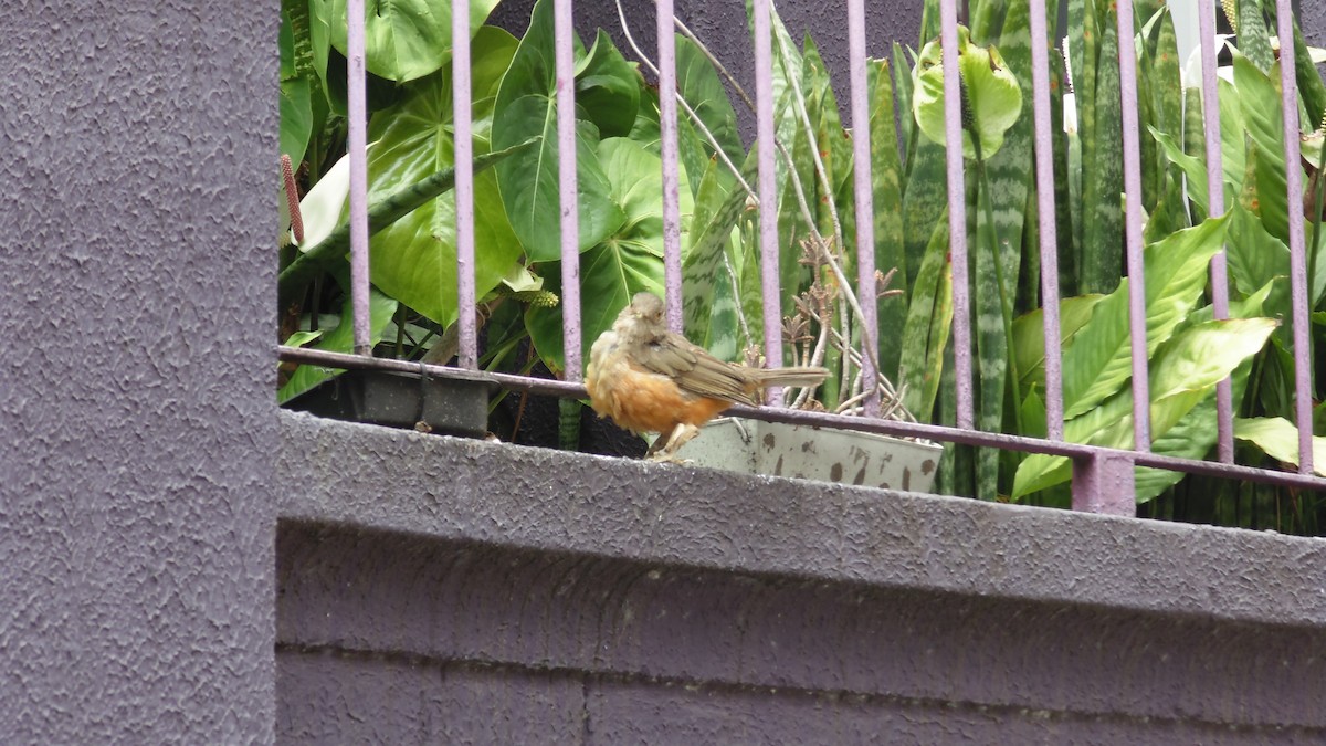 Rufous-bellied Thrush - ML647144928