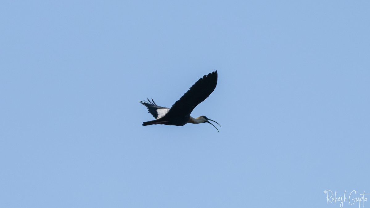 Buff-necked Ibis - ML647144965