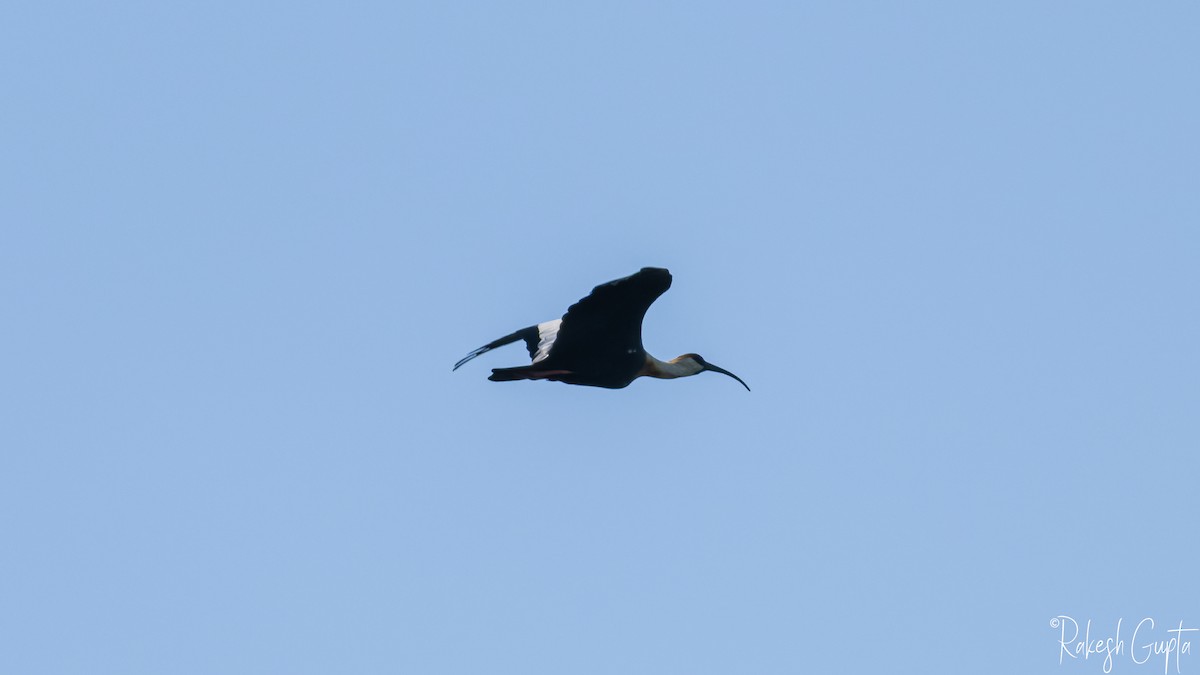 Buff-necked Ibis - ML647144966