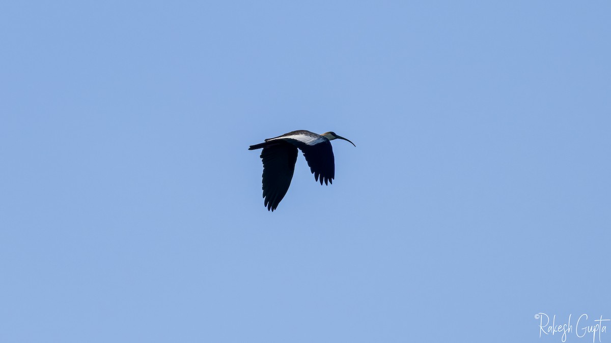 Buff-necked Ibis - ML647144967