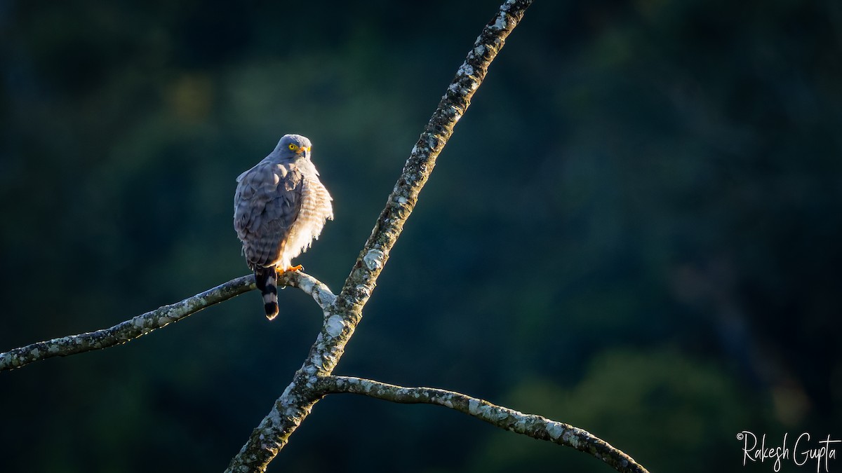 オオハシノスリ - ML647144979