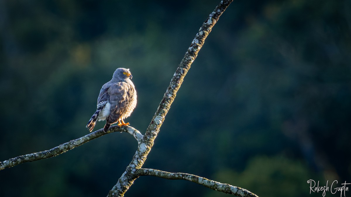 オオハシノスリ - ML647144980