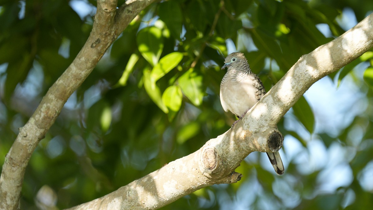 オーストラリアチョウショウバト - ML647144983