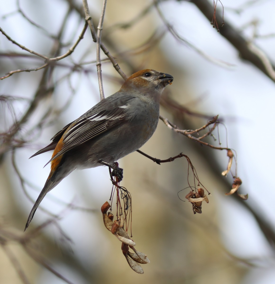 Hakengimpel - ML647144984