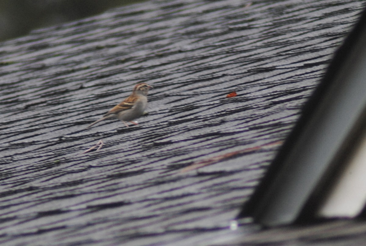 チャガシラヒメドリ - ML647144985