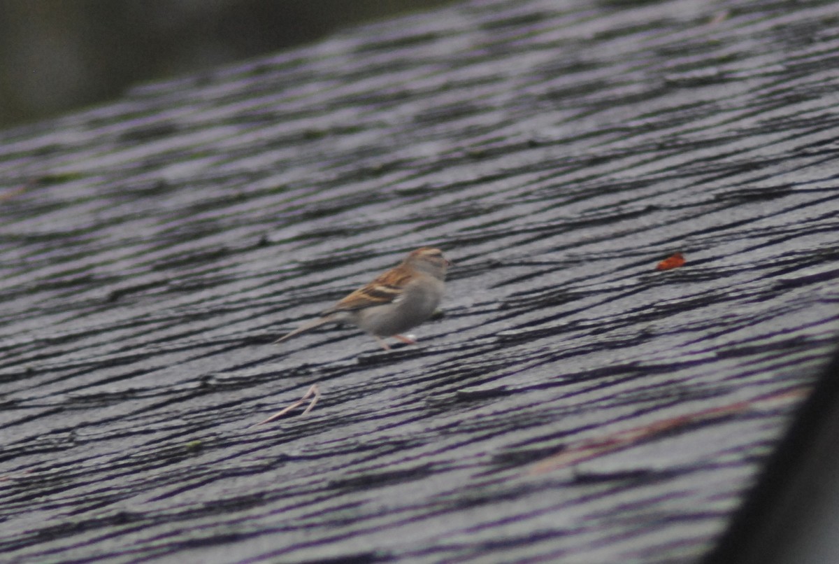 チャガシラヒメドリ - ML647144986