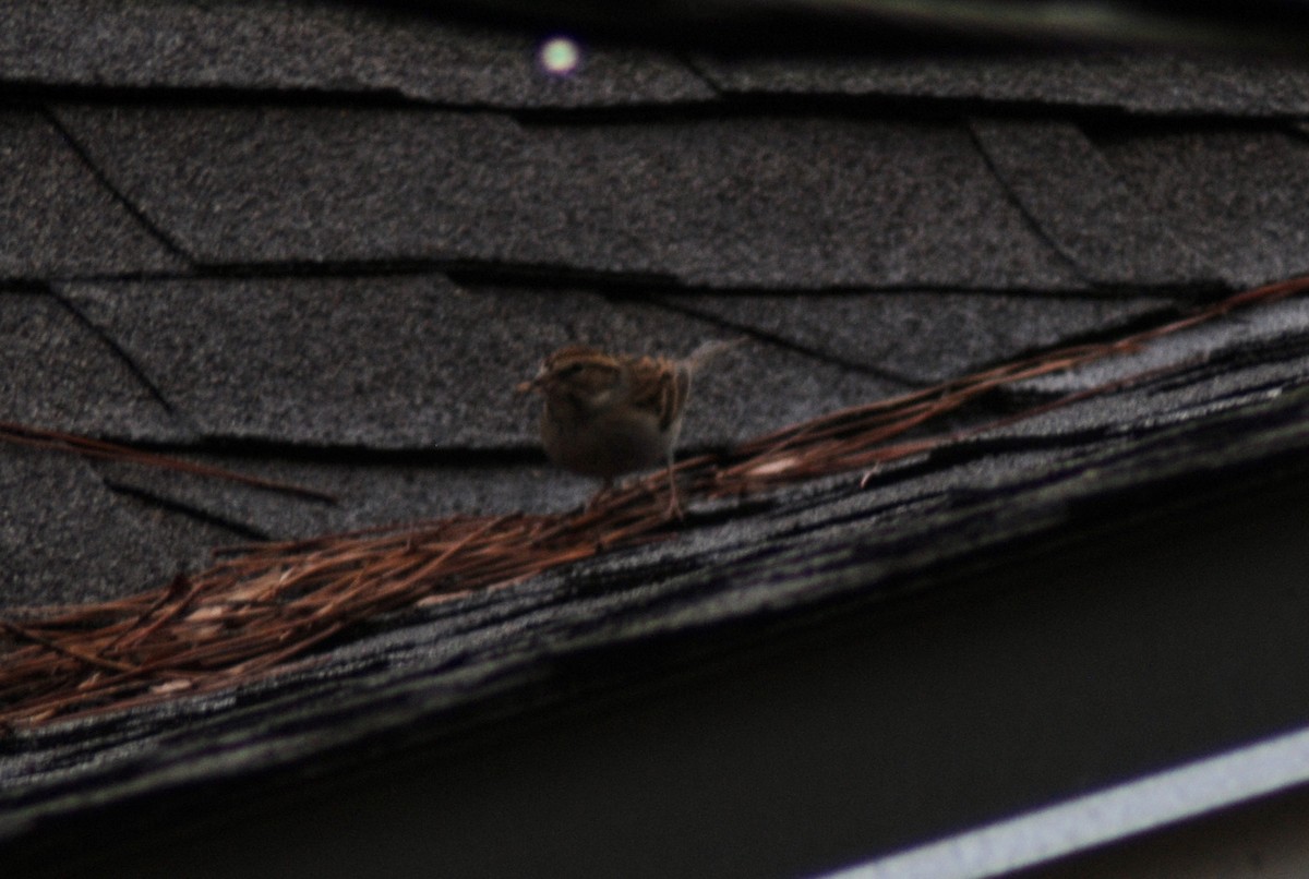 チャガシラヒメドリ - ML647144987