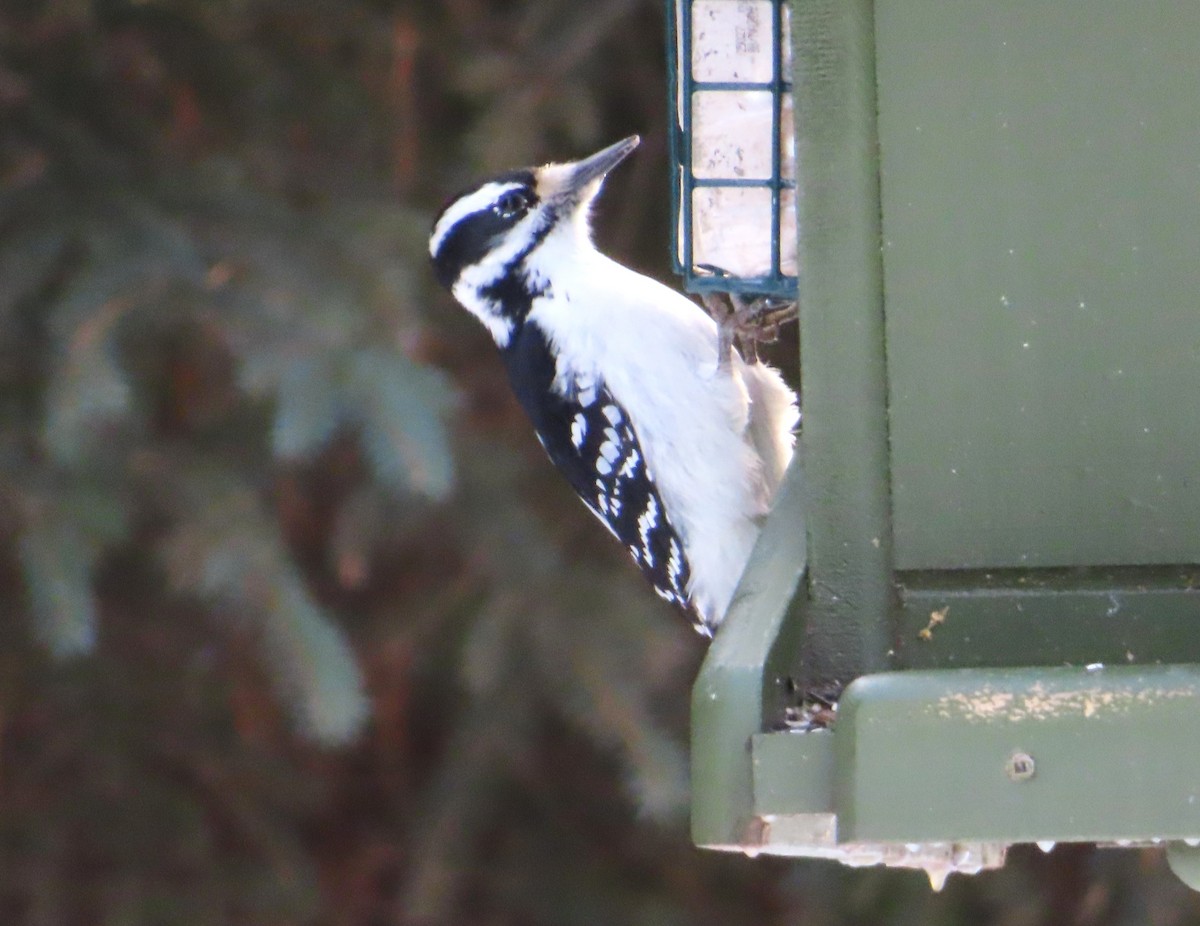 セジロアカゲラ - ML647144992