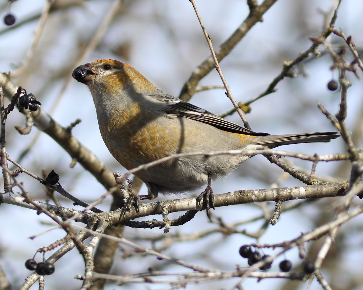 Hakengimpel - ML647144993