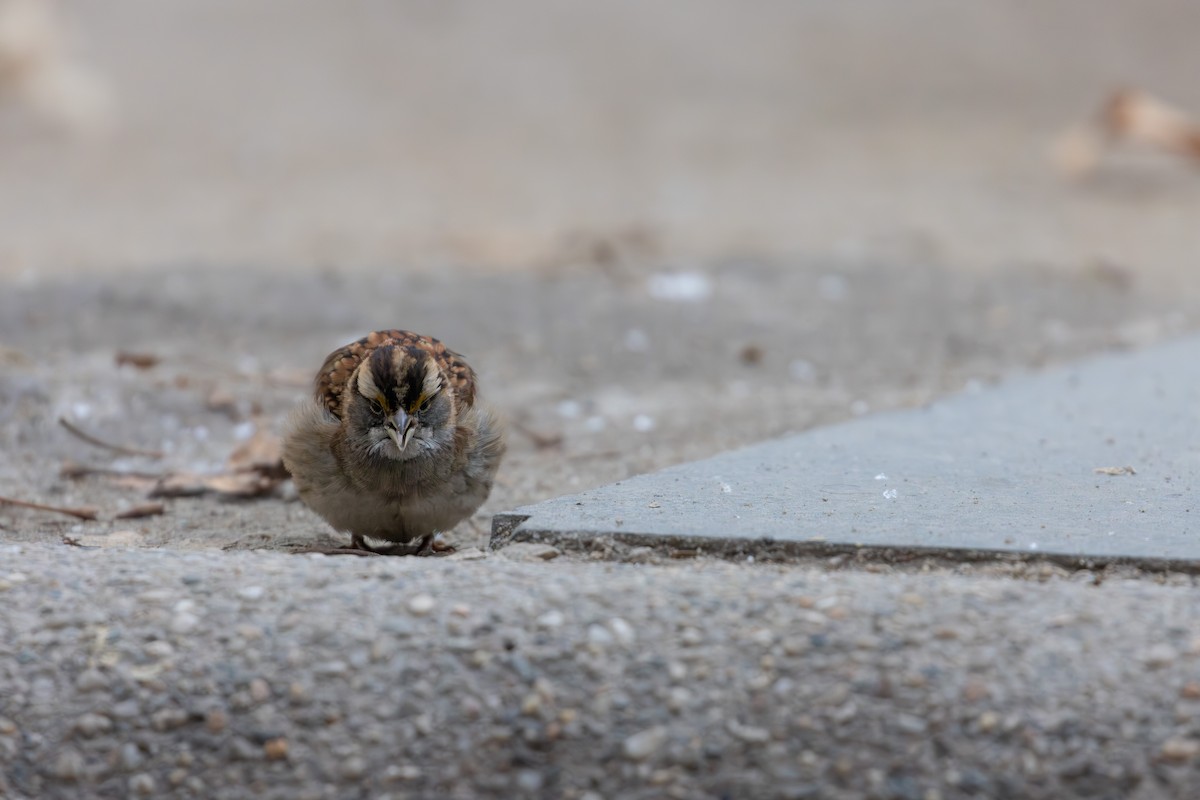 ノドジロシトド - ML647144994