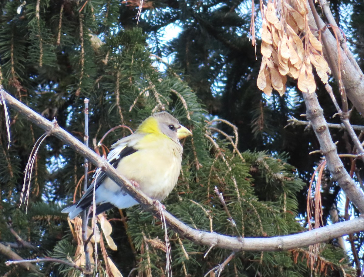 キビタイシメ - ML647144999