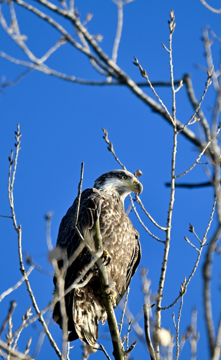 ハクトウワシ - ML647145003