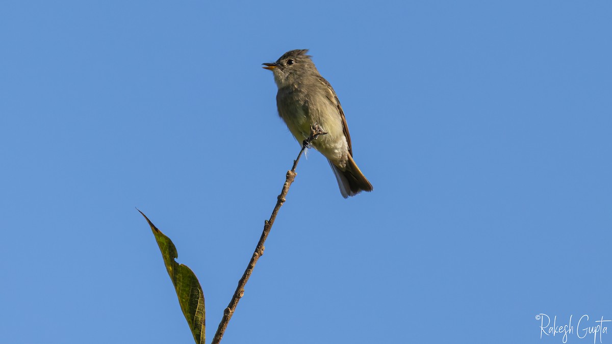 モリタイランチョウ - ML647145004