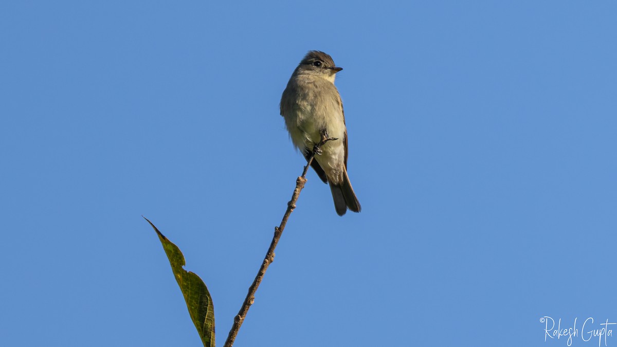 モリタイランチョウ - ML647145005