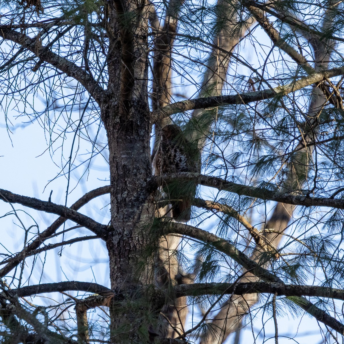 アカオノスリ - ML647145008