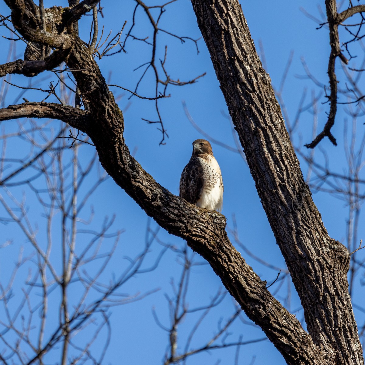 アカオノスリ - ML647145009