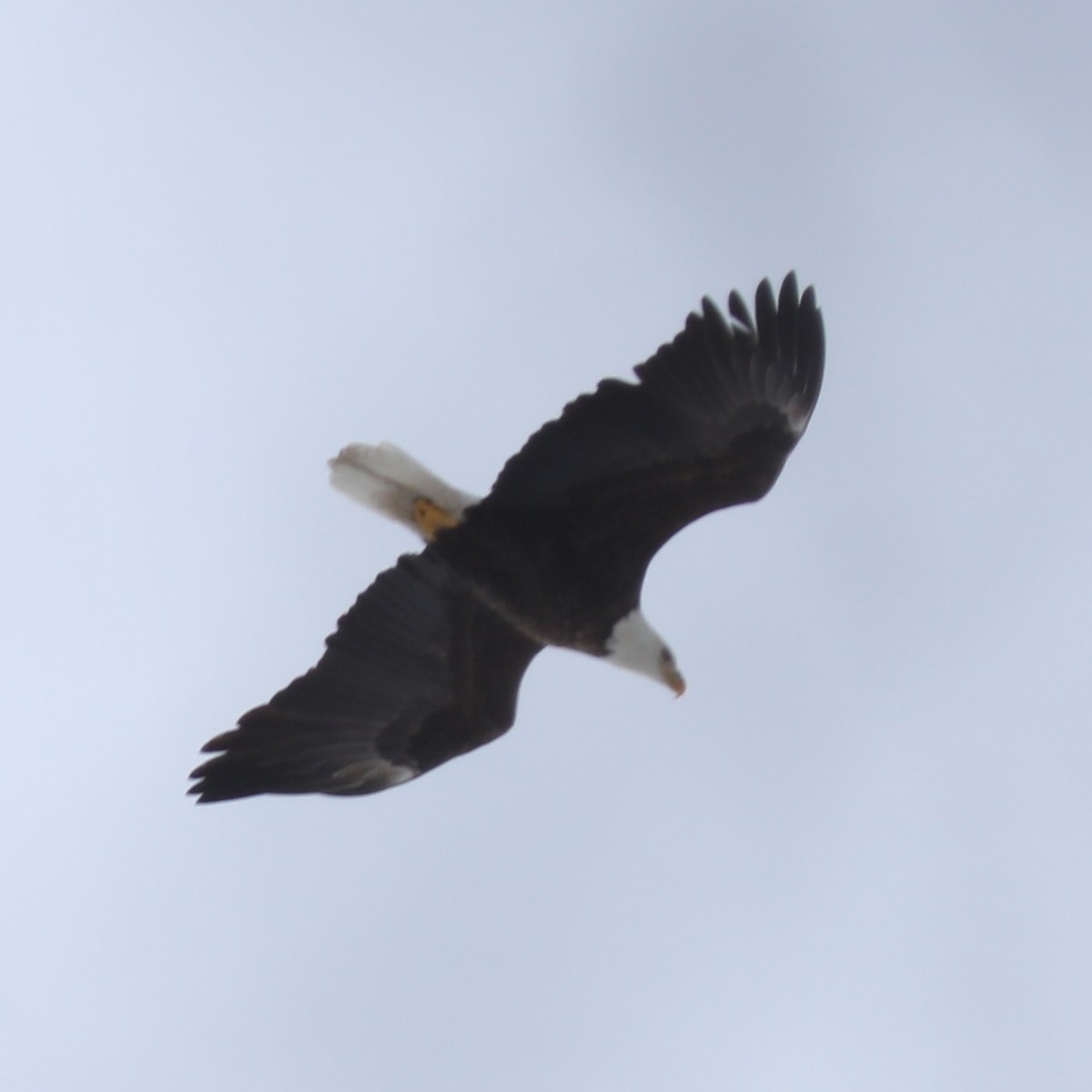 ハクトウワシ - ML647145010