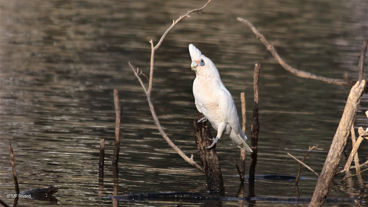 アカビタイムジオウム - ML647145012