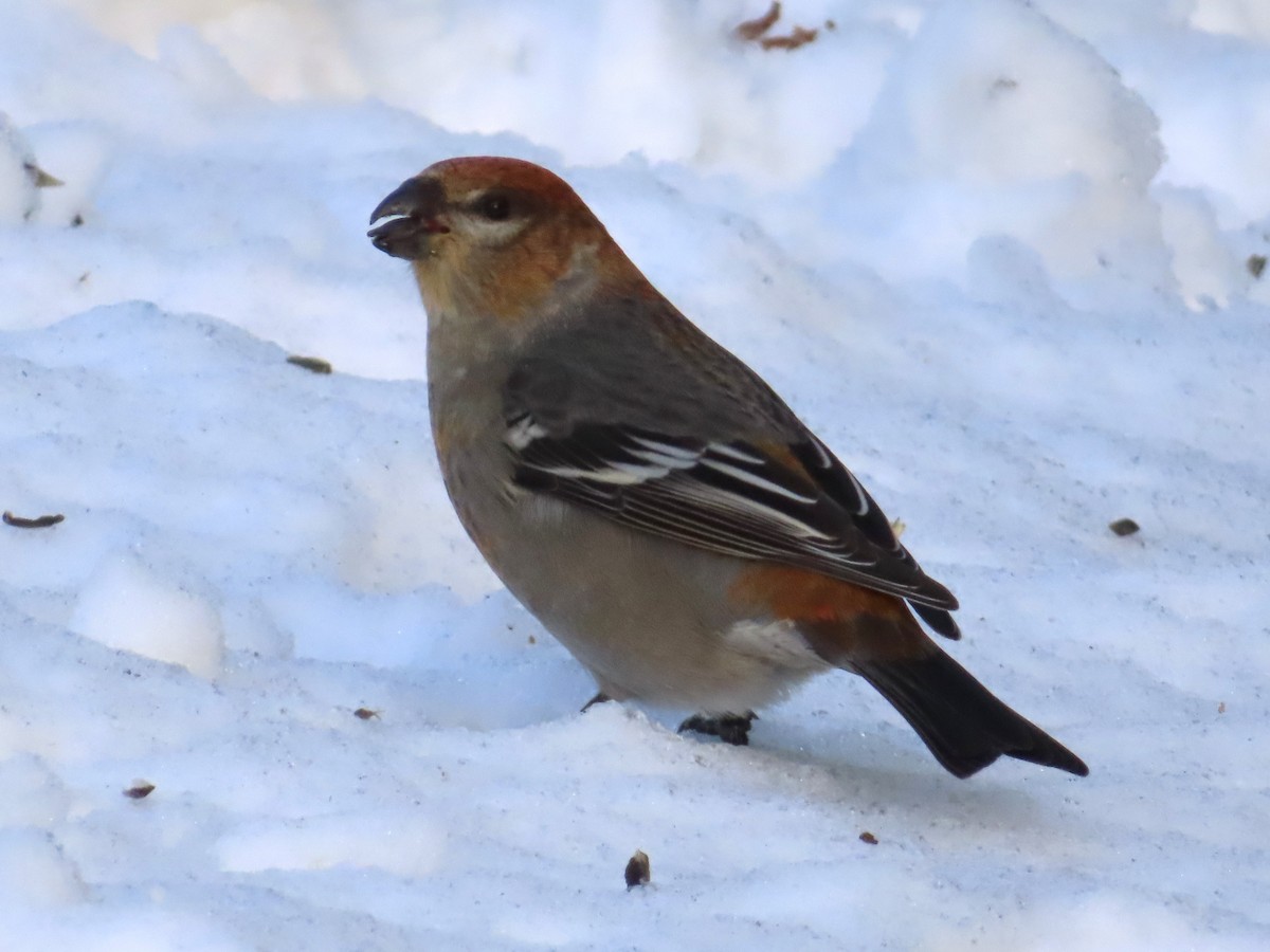 ギンザンマシコ - ML647145015