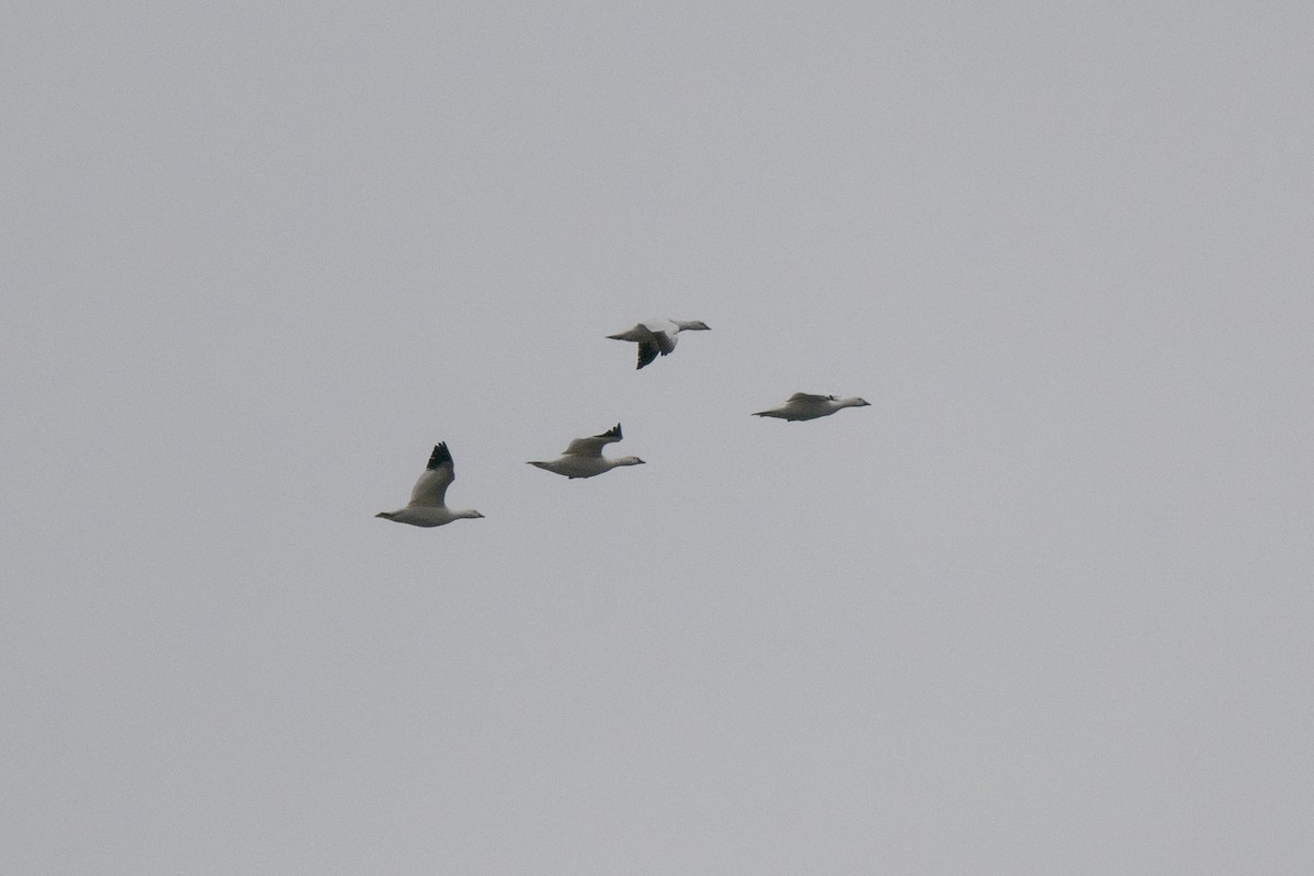 ハクガン - ML647145018