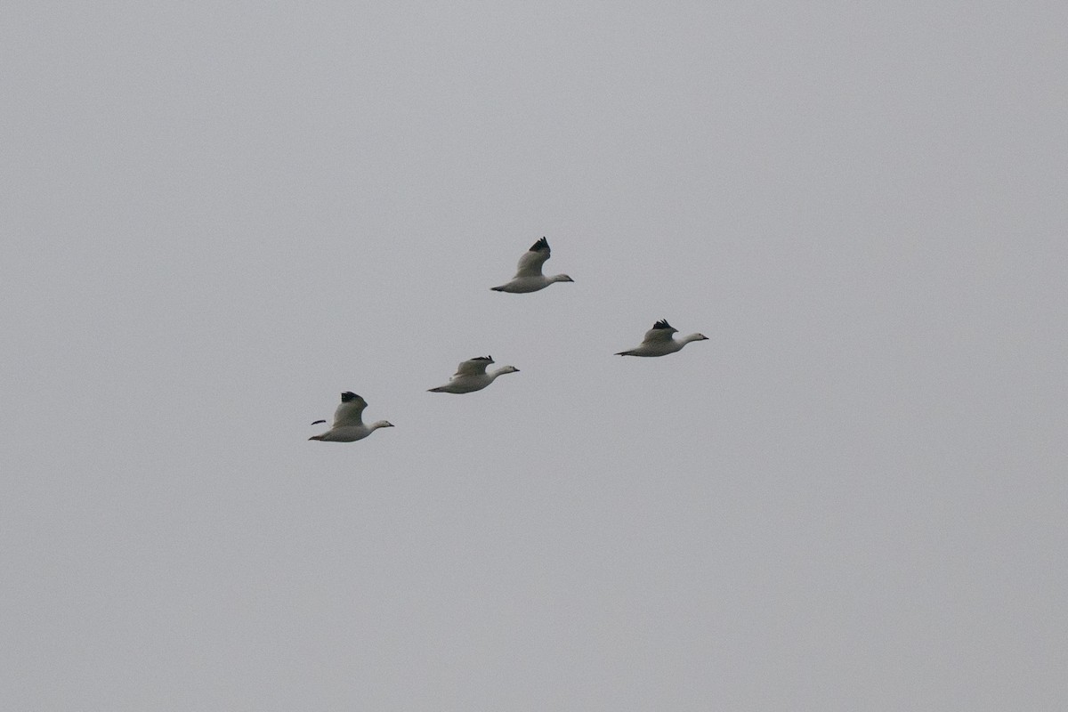 ハクガン - ML647145019