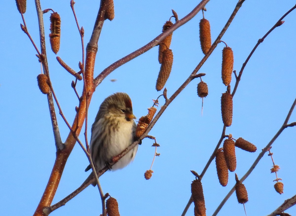 ベニヒワ - ML647145020