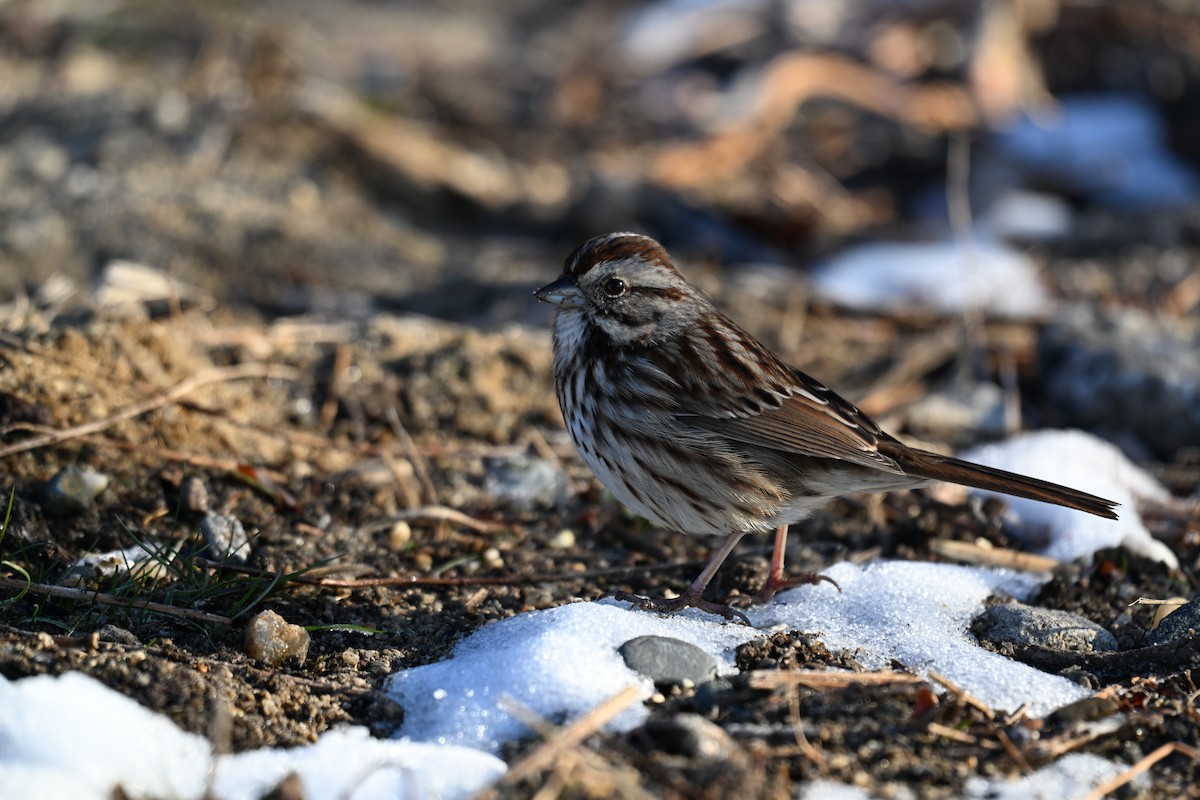 ウタスズメ - ML647145021