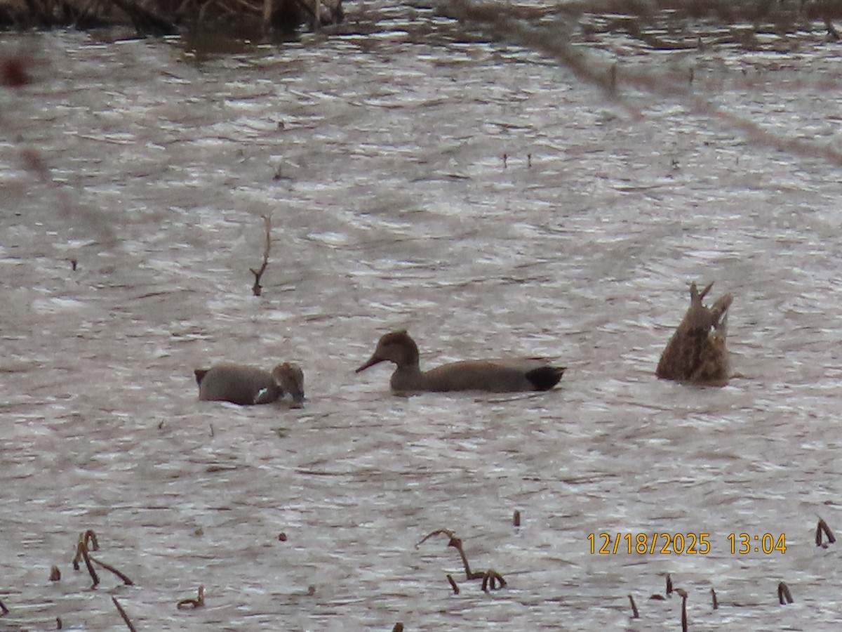 オカヨシガモ - ML647145025