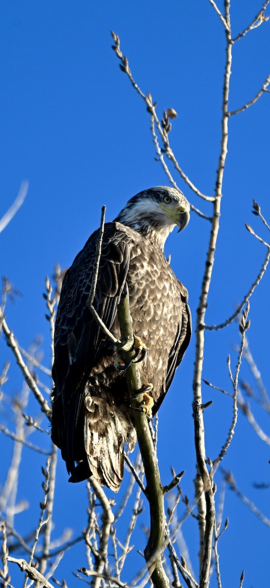 ハクトウワシ - ML647145027