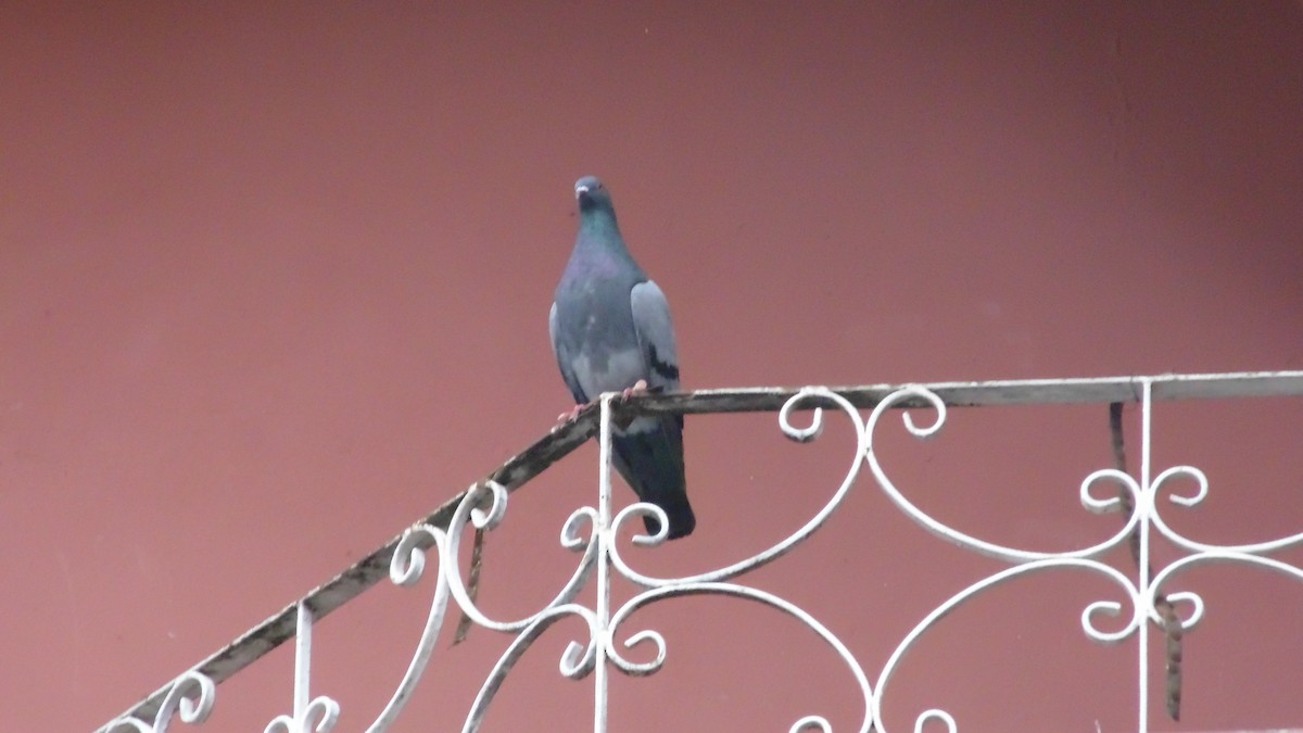 Rock Pigeon (Feral Pigeon) - ML647145029