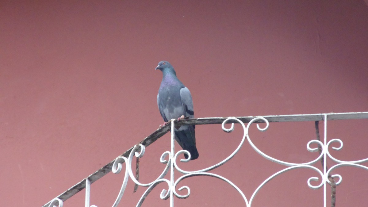 カワラバト（ドバト、家畜型） - ML647145030