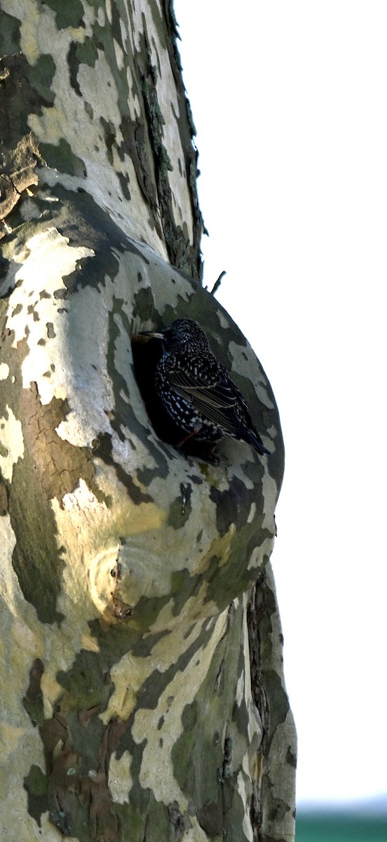 ホシムクドリ - ML647145032